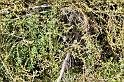 Argiope_trifasciata_D3271_Z_85_Valle Gran Rey_Spanje